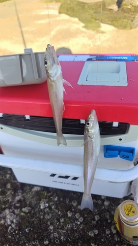 キスの釣果