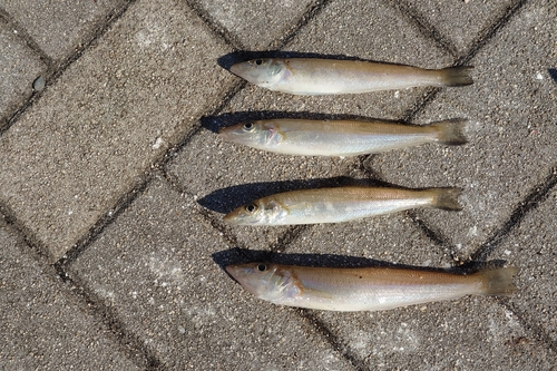 シロギスの釣果