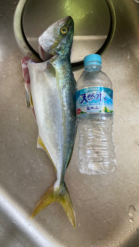 ツバスの釣果