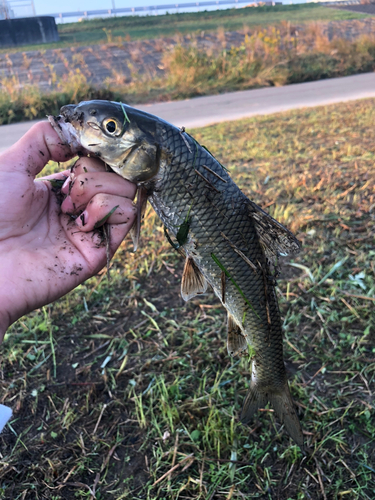 ニゴイの釣果