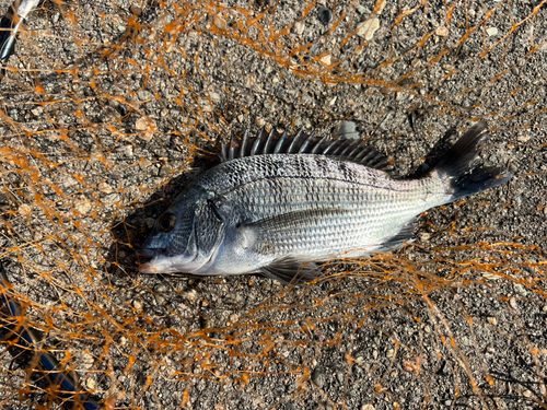 チヌの釣果