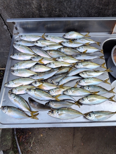 アジの釣果