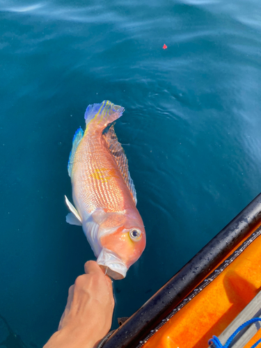 アマダイの釣果