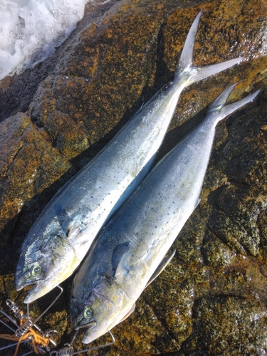 シイラの釣果