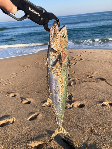 サゴシの釣果