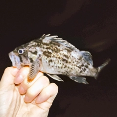 クロソイの釣果