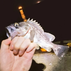 クロソイの釣果