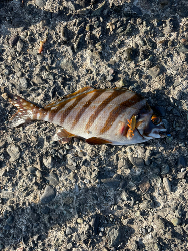 タカノハダイの釣果