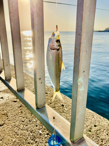 サッパの釣果