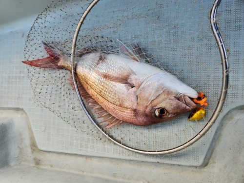 タイの釣果