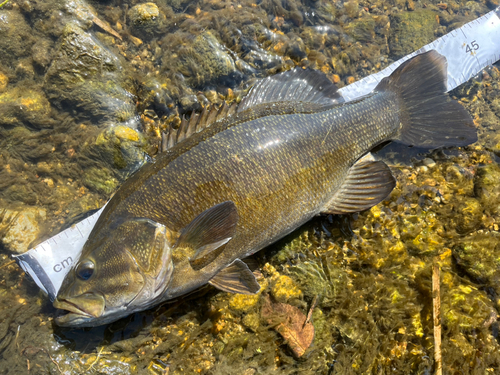 スモールマウスバスの釣果