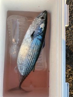 ハガツオの釣果