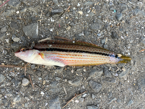 キュウセンの釣果