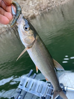 ウグイの釣果