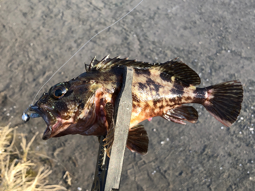 カサゴの釣果