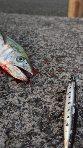 サゴシの釣果