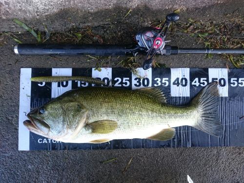 ブラックバスの釣果