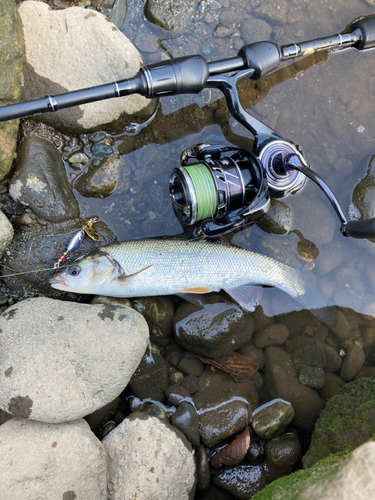 ウグイの釣果