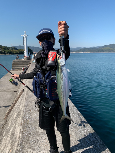 サゴシの釣果