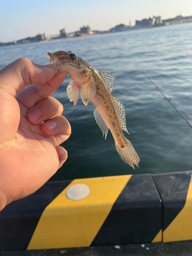 マハゼの釣果