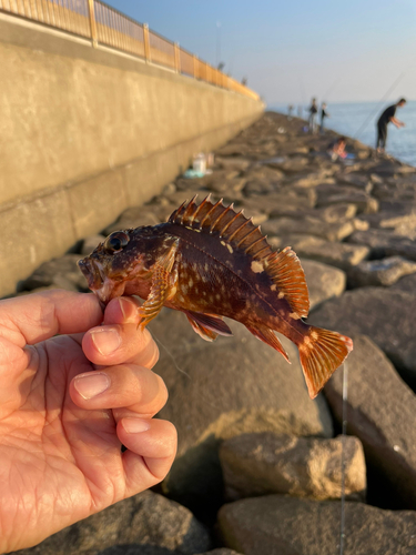 カサゴの釣果