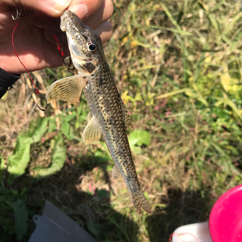 カマツカの釣果