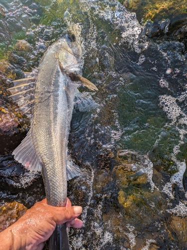 スズキの釣果