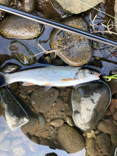 ウグイの釣果