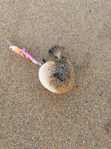 マゴチの釣果