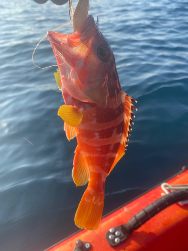 アカハタの釣果