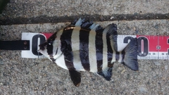 サンバソウの釣果