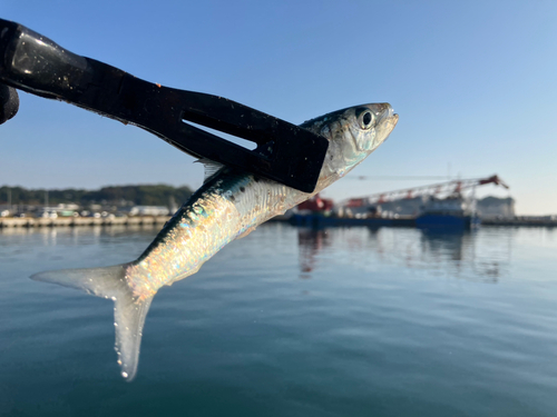 イワシの釣果