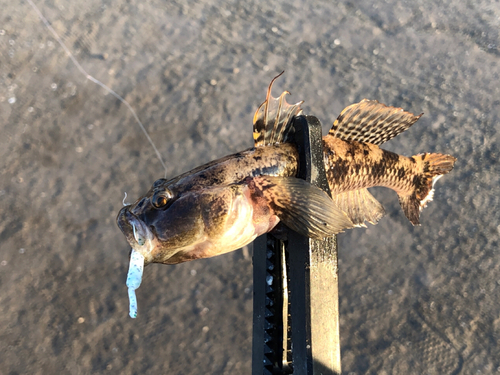 ウロハゼの釣果