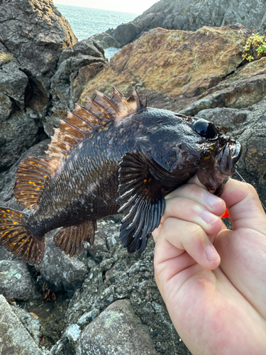 ムラソイの釣果