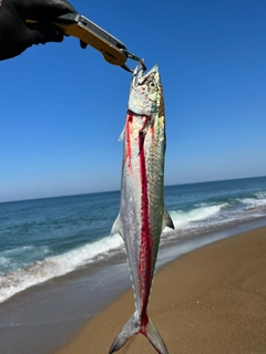 サゴシの釣果