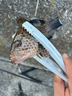 オオモンハタの釣果