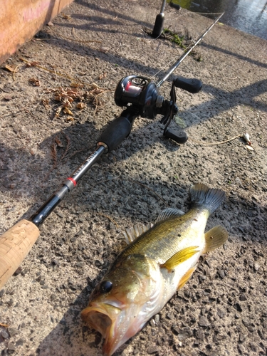 ブラックバスの釣果