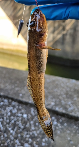 マハゼの釣果