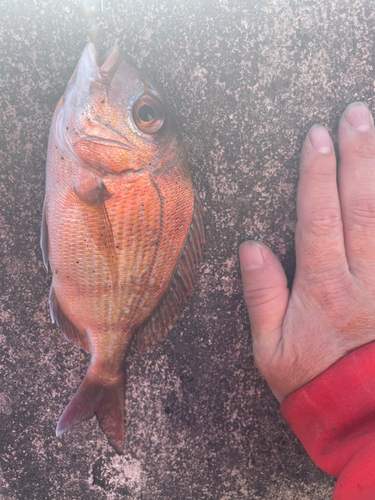 チダイの釣果