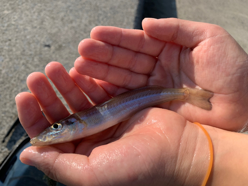 シロギスの釣果