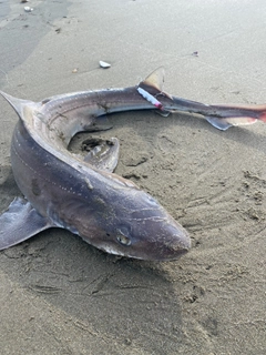 ドチザメの釣果