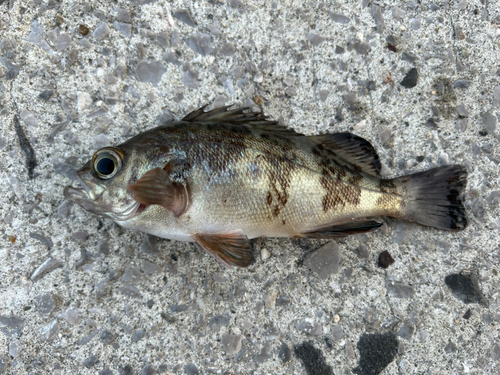 メバルの釣果