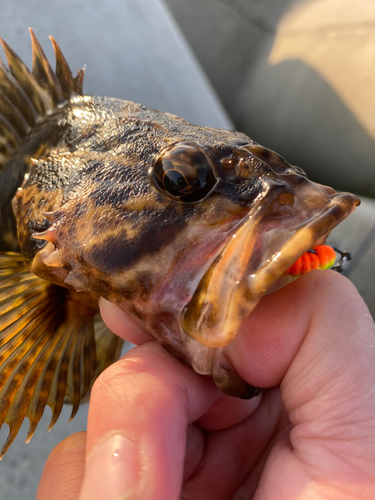 タケノコメバルの釣果