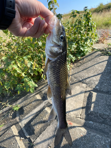 ニゴイの釣果