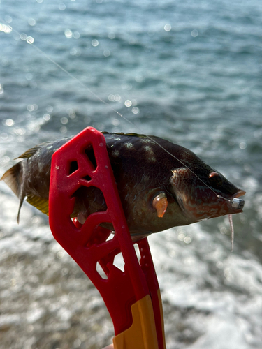 ベラの釣果