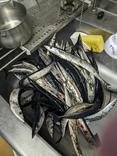 サンマの釣果