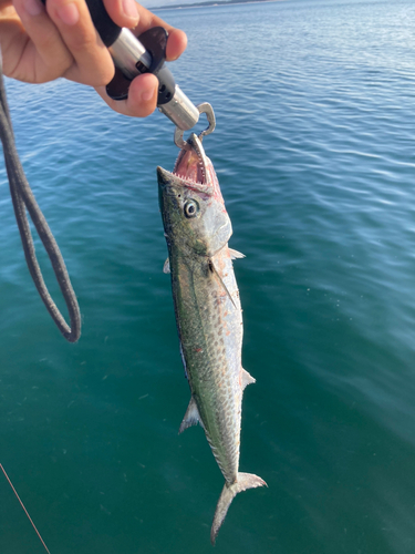 サゴシの釣果