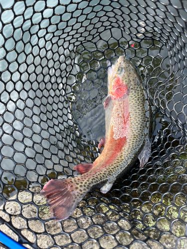 ニジマスの釣果