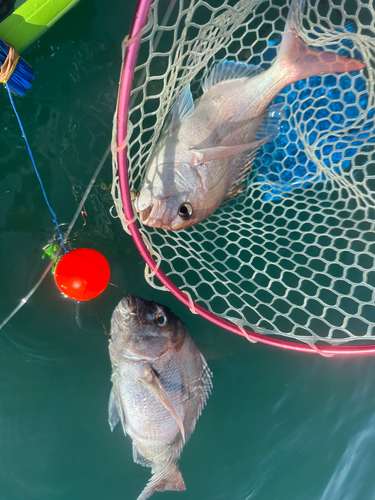 マダイの釣果