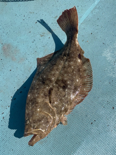 ヒラメの釣果